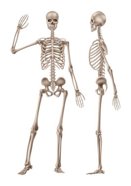 Önde insan iskeleti ve profili. Vektör illüstrasyonu.