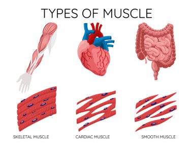 Kas hücrelerinin türleri iskelet, pürüzsüz ve kalp kaslarıdır. Her kas farklı işlevler için özelleşti. Tıbbi poster çizimi. Bilim eğitim sembolü.