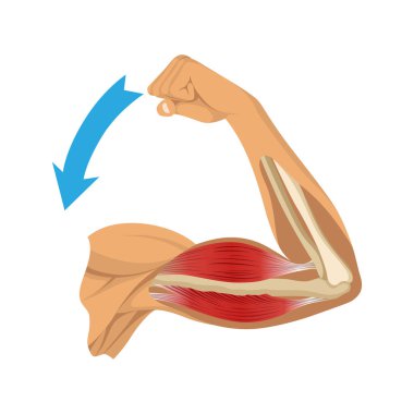 İskeletli kol kasları. Beyaz arka planda insan elinin kas gerilimi. Erkek siluetinde kemikler ve eklemler. Klinik ya da hastane için el illüstrasyonu.