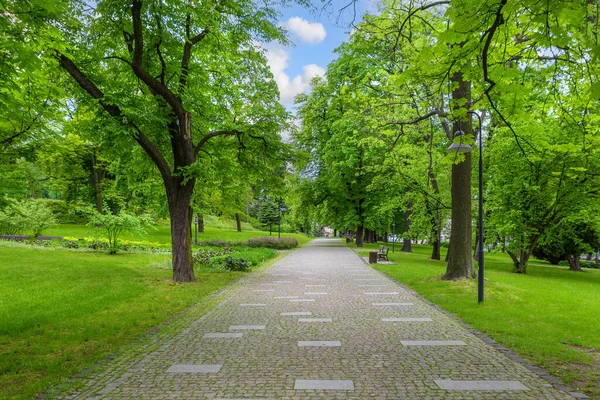 城市公园里开花结果的栗子小巷 图库图片