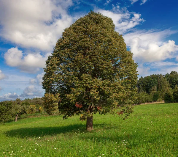 Літній Пейзаж Деревом Полем Горі — стокове фото