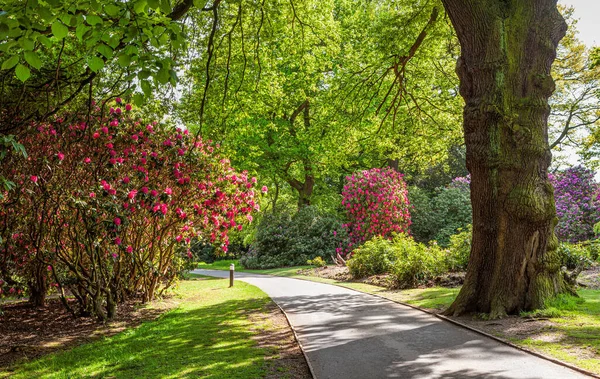 Прекрасная Аллея Цветов Зеленом Парке Весной — стоковое фото