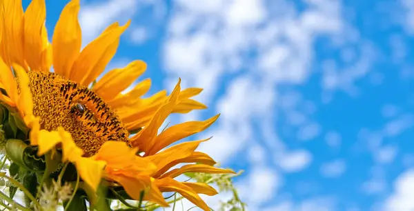 Sonnenblume Einem Strahlenden Sommertag Blauen Himmel Stockbild