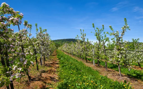 Groen Gras Manier Bloeiende Fruitboomgaard Tegen Bergen Blauwe Lucht Stockfoto