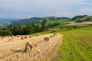 Güzel yeşil tepeler ve tarlalar hasat mevsiminde