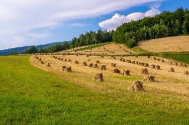 Yazın organik dağ çiftçiliğinde geleneksel tahıl demetleri