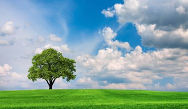 Güzel meşe ağacı doğa kavramının olduğu bir alan.