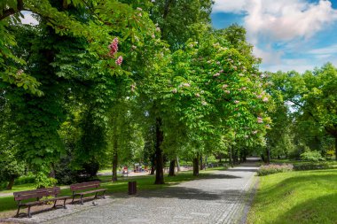 Flowering chestnut trees in a beautiful city park