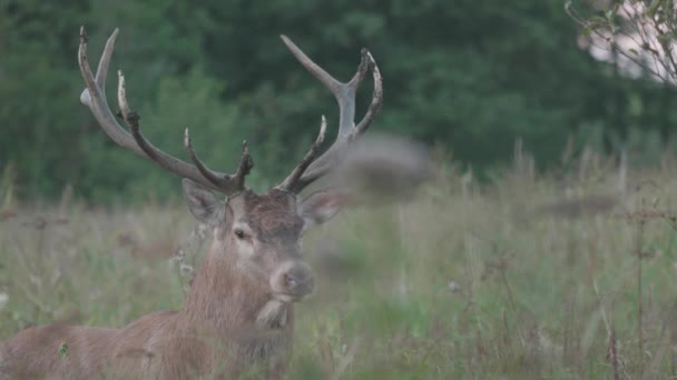 野生鹿群 自然系列 — 图库视频影像