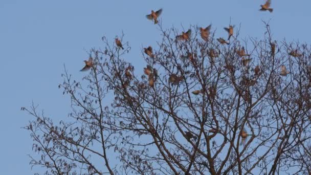 Oiseau Sauvage Sur Les Branches Une Herbe Série Nature — Video