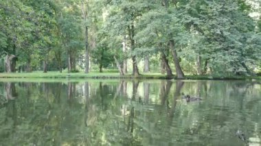 Ormandaki gölün güzel manzarası