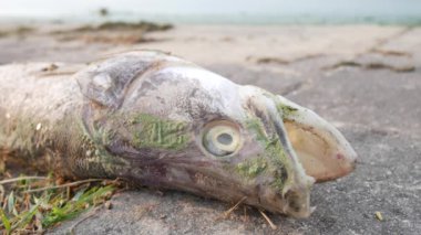 Sahilde ölü deniz balığı..