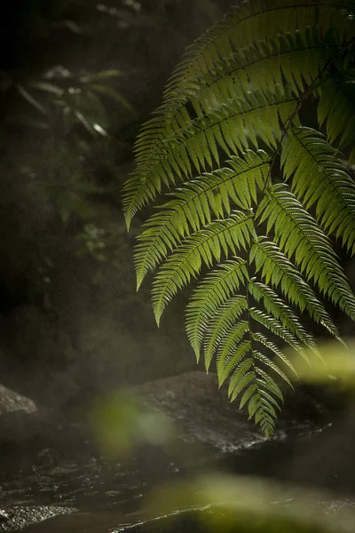 Вид Красивые Туманные Зеленые Джунгли — стоковое фото