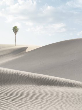 Sands Kumulları Ulusal Parkı 'nda kum tepeleri ve palmiye manzarası