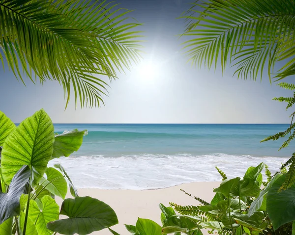 Veduta Della Bella Spiaggia Tropicale Con Alcune Palme — Foto Stock