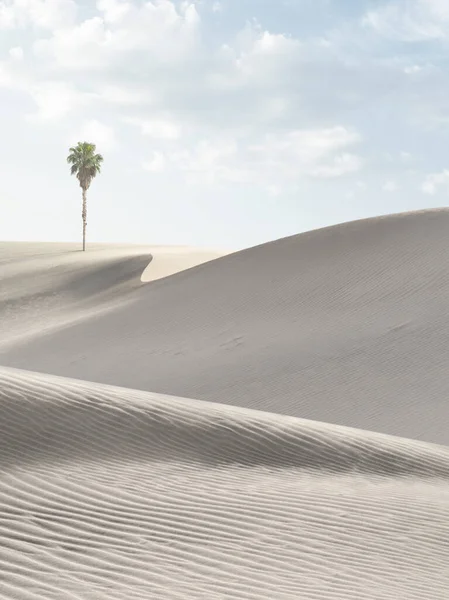砂丘国立公園の素敵な砂丘とヤシの景色 ストック画像