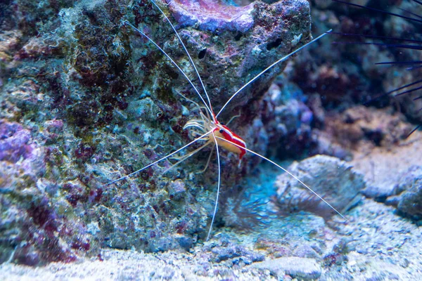 Lysmata Ambohsis Cleanshrimp Морской Аквакультуре Лицензионные Стоковые Фото