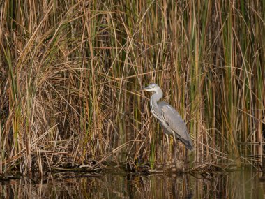 Gri balıkçıl (Ardea cinerea), göletin kenarında, kalın bir dalda oturur.