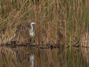 Gri balıkçıl (Ardea cinerea), göletin kenarında, kalın bir dalda oturur.