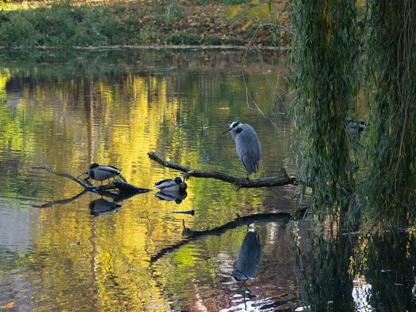 Gri balıkçıl (Ardea cinerea), göletin kenarında, kalın bir dalda oturur.