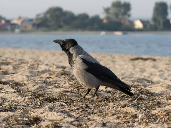 Kumsalda koşan gri bir karga