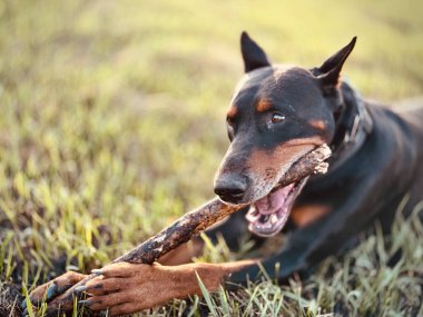 Büyük, siyah, bronz tenli bir bekçi köpeği. Kesik kulaklı bir doberman çimenlerde oturuyor. Pençeleriyle tahta bir sopa tutuyor ve dişleriyle ısırıyor. Seçici odaklı ve bulanık arkaplanı olan köpek resmi. oyun konsepti, itaat