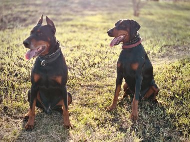 İki büyük bekçi köpeği, siyah ve bronz tenli, doberman pinscher, kesilmiş ve doğal kulaklar, çimenlerin üzerinde oturuyor, ağzı ve dili açık, bekliyor ve yan bakıyor. Bulanık arkaplanı olan seçici odak hayvan portresi.