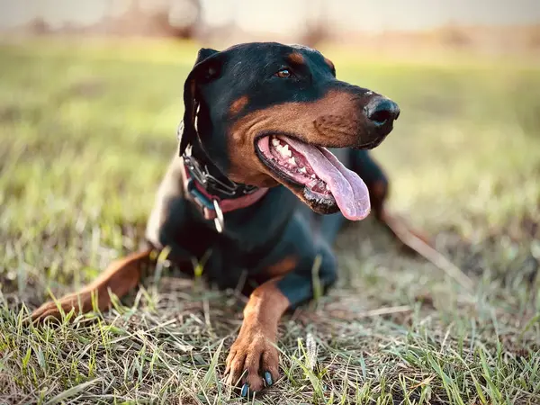 Açık köpek resmi, doğal ışıkta, büyük bir doberman bekçi köpeği, doğal kulakları olan, siyah ve bronzlaşmış bir kadın, çimenlerde oturuyor ve yana bakıyor, dili dışarı çıkmış, nefes nefese. Bulanık arkaplan ile seçmeli odak