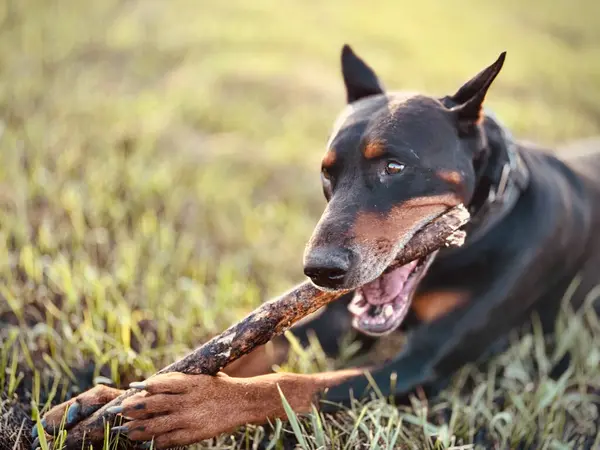 Ein Großer Schwarz Brauner Wachhund Dobermann Pinscher Mit Abgeschnittenen Ohren Stockbild