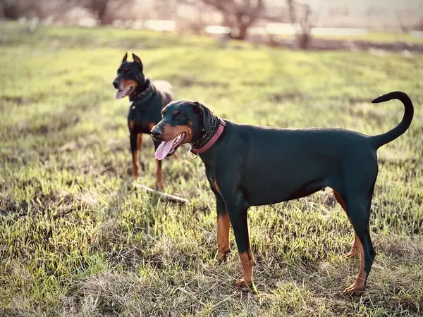 Büyük Siyah Bronz Koruyucu Köpek Doberman Pinscher Önde Doğal Kulakları Telifsiz Stok Imajlar