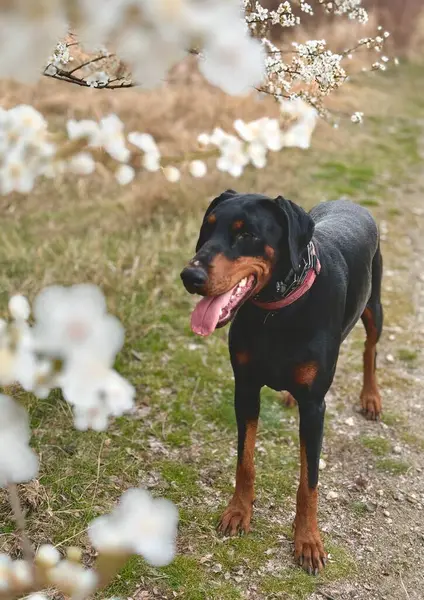 一只雌性的狗 黑色和棕褐色的斗牛士 站在春天的草地上 在白花树前张开嘴 喘息着 具有模糊前景的选择性聚焦动物肖像 图库图片