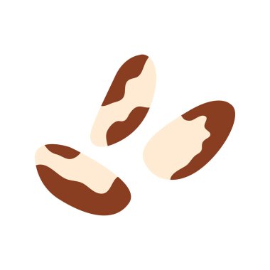 Brazil nuts icon isolated on white. Bertholletia. Vector illustration
