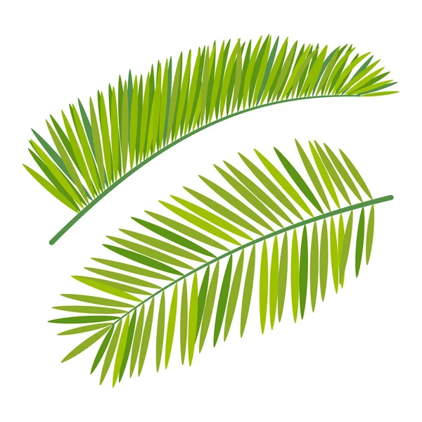 Pair Palm Branches Cartoon Style Isolated White Background Flat Design — Stock Vector