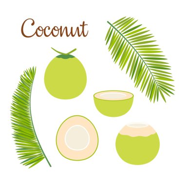 Beyaz arka planda izole edilmiş hindistan cevizi taze taze, düz vektör çizimi yaz meyvesi konsepti için dilimlenmiş ve yapraklı hindistan cevizi, basit tasarım