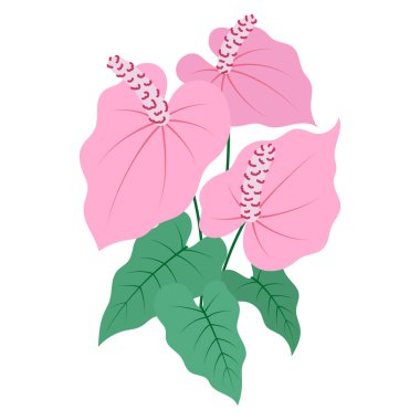 Pembe flamingo çiçek ve yapraklarının beyaz, düz vektör çizimine izole edilmiş anthurium çiçeği