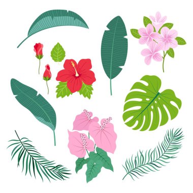 Düz stil botanik elementlere sahip vektör çizimleri, palmiye yaprağı, amber, plumeria ve beyaz arkaplanda izole edilmiş anthurium çiçekleri