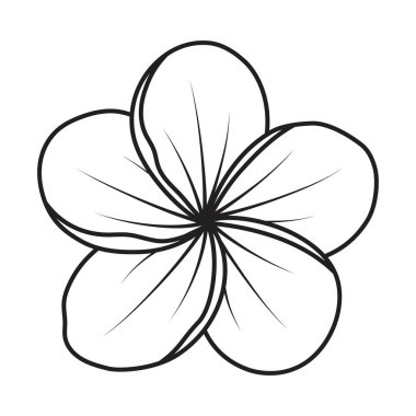 Beyaz arka planda izole edilmiş frangipani ve plumeria tropikal çiçeği, ana hatlı vektör çizimi, tropikal dekoratif egzotik çiçek