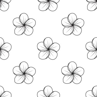 Frangipani ya da plumeria tropikal çiçekleri pürüzsüz desen, siyah beyaz arkaplan beyaz, ana hatları çizim