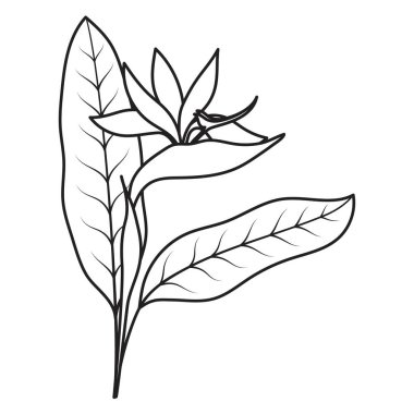 Yapraklı strelitzia çiçeği, beyaz üzerinde izole edilmiş vektör çizimi