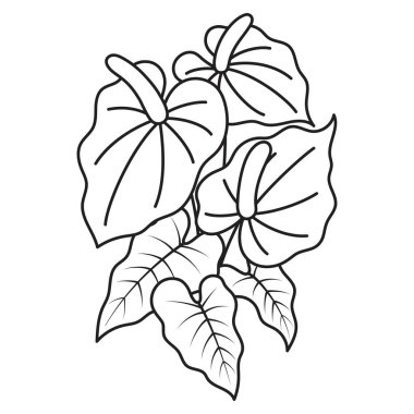 Çizgili anthurium çiçeğinin vektör çizimi, botanik tasarımlar, tekstil, duvar kağıdı için mükemmel