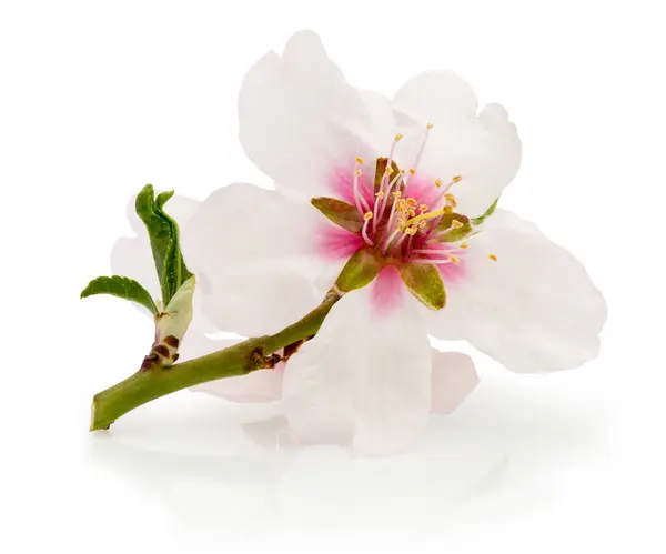 Tavaszi Virágok Gyümölcsfa Elszigetelt Fehér Alapon Stock Kép