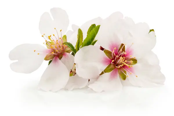 Voorjaarsbloemen Van Fruitboom Geïsoleerd Een Witte Achtergrond Stockfoto