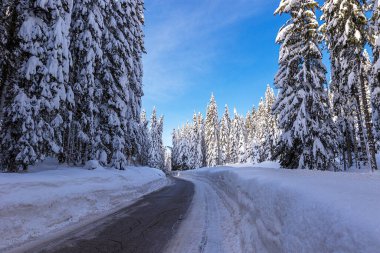 Pokljuka yolu boyunca karla kaplı uzun ağaçların mavi gökyüzü Julian Alps, Slovenya.