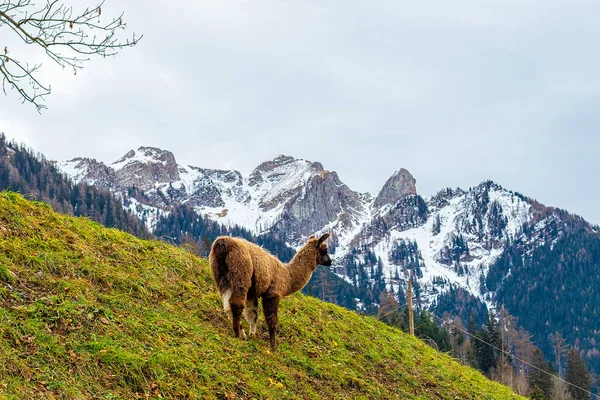 Alpaca Grazen Een Berghelling Alpen Liechtenstein Tegen Achtergrond Van Alpen — Stockfoto