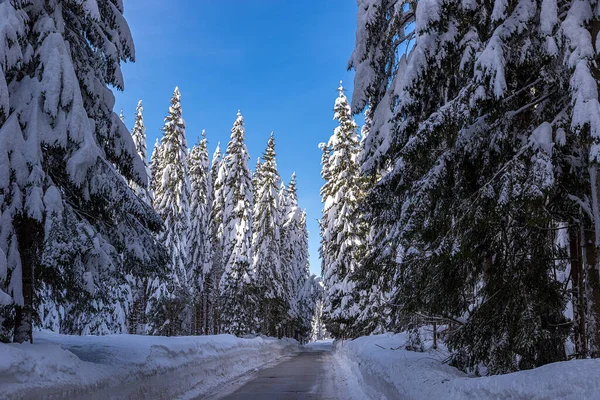 Winter Landscape Photo Tall Trees Completely Covered Snow Road Pokljuka — Fotografia de Stock