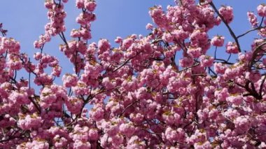 Pembe kiraz çiçeği, ya da mavi gökyüzünde sakura, bahar romantik videosu