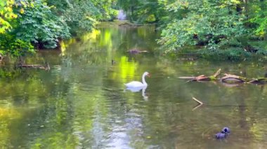 Beyaz kuğu yazın gölette yüzer.