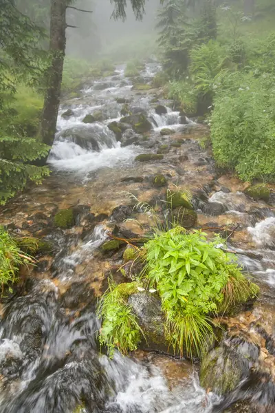 Mountain forest and stream. Foggy day. Tatras in Poland.