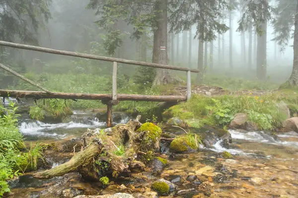 Mountain forest and stream. Foggy day. Tatras in Poland.