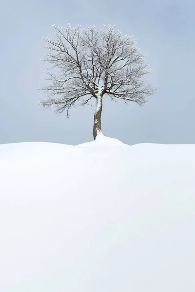 Minimalist Kış Manzarası Karda Yapayalnız Bir Ağaç — Stok fotoğraf